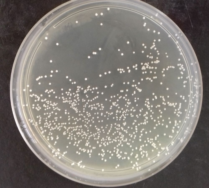 yeast-used-in-production-of-cacha-a-can-preve-eurekalert