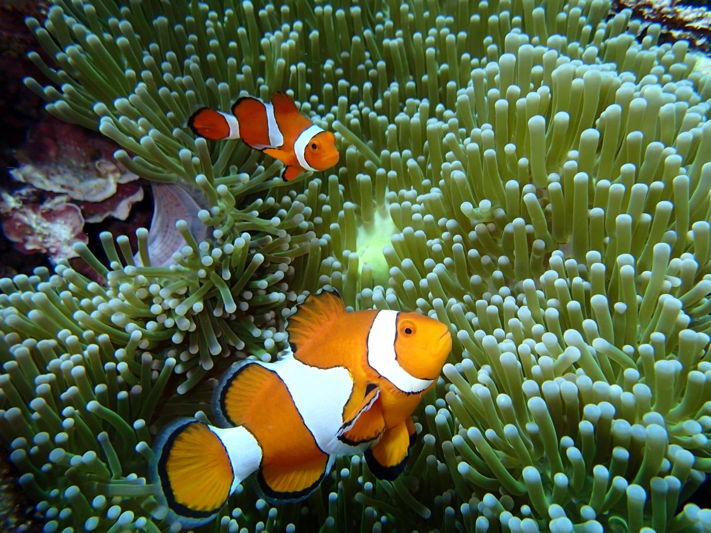 Clownfish