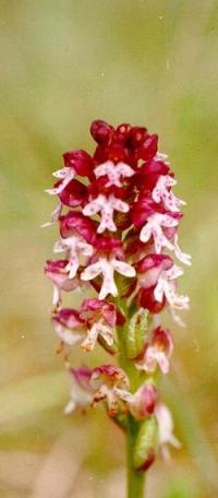 A Burnt-Tip Orchid