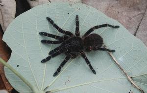 Neischnocolus mecana, female