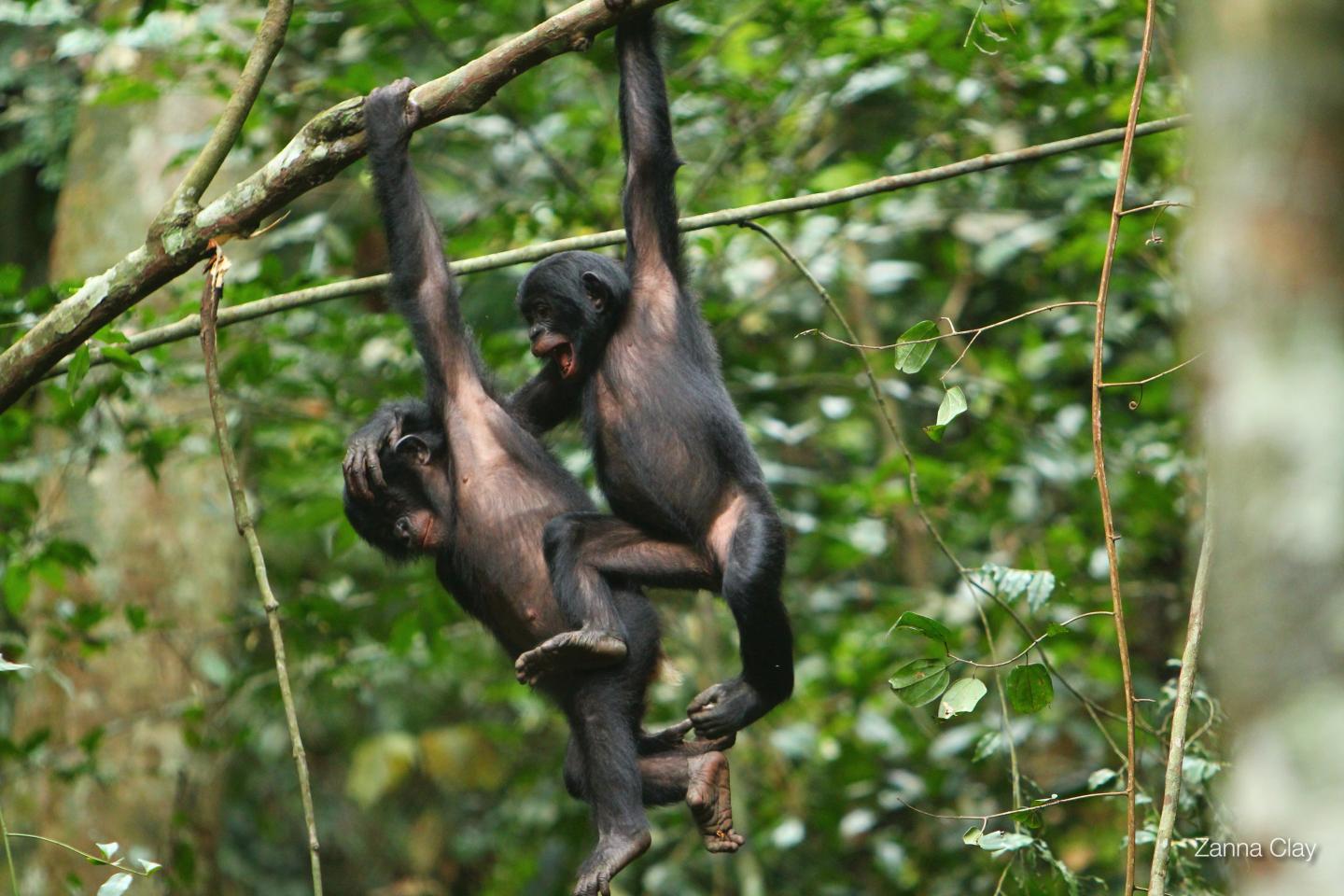 Two Bonobo Children
