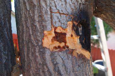 Wood Discoloration due to <I>Fusarium</I> Dieback