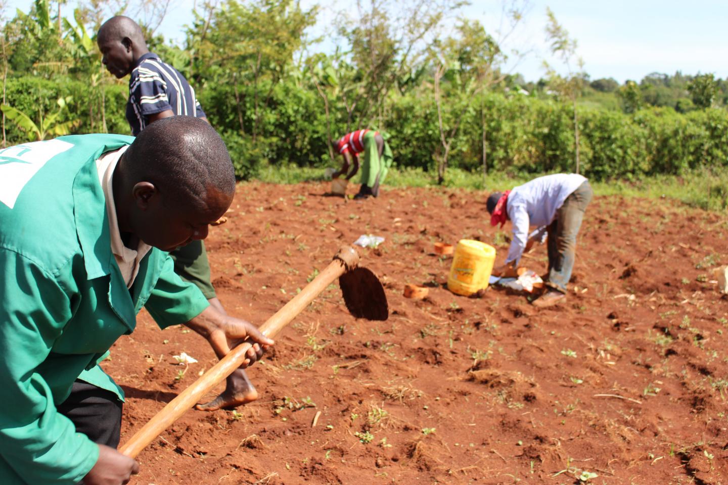 Sampling Farm Liming