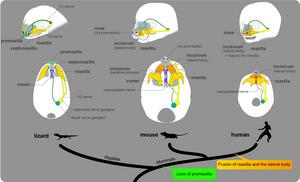 （Figure 2）Facial morphology of the lizards, mice, and men.