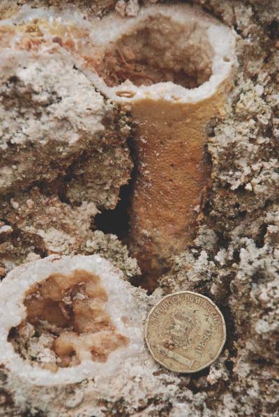 Extinct Monticle Coral