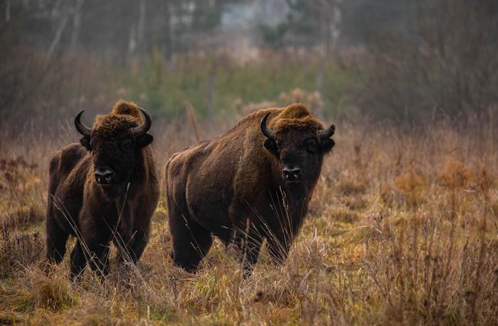 Free-ranging European bison