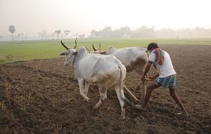 A farmer in West Bengal, India uses his cattle for milk and draught power