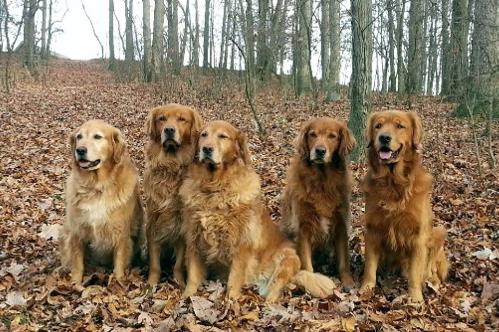 Golden hotsell retriever supplements