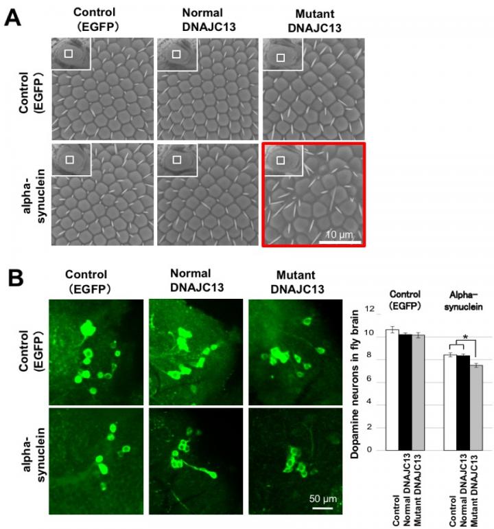Mutant DNAJC13