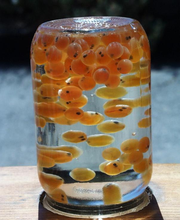 Salmon Embryos