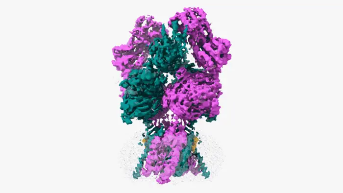 NDMAR protein 3D