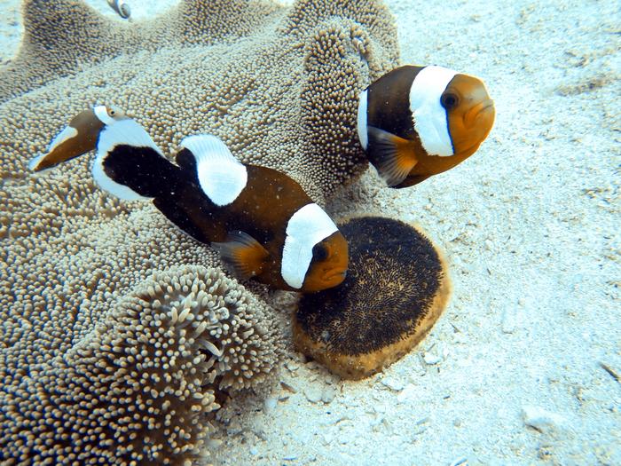 沖縄・瀬良垣のカーペットアネモネ（Stichodactyla haddoni）と共生するサドルバックアネモネフィッシュ（Amphiprion polymnus）