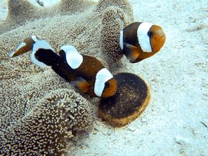 The saddle-back anemonefish (Amphiprion polymnus) in a carpet sea anemone (Stichodactyla haddoni)