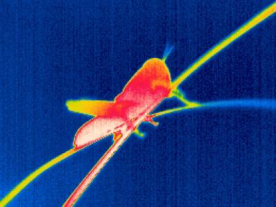 Locust Infra-Red Map
