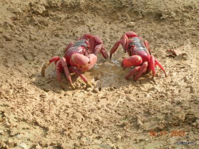 Christmas Island Red Crab