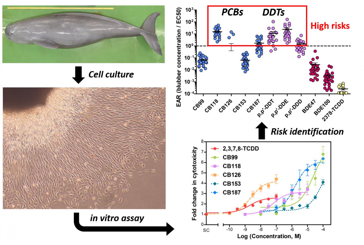 Cell Death and Risk Assessment of Finless Porpoise Fibroblasts by Exposure Pollutants