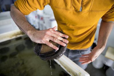 Daniel Swezey holds an adult broodstock red abalone