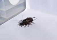 Female cricket (Gryllus bimaculatus) mounting male