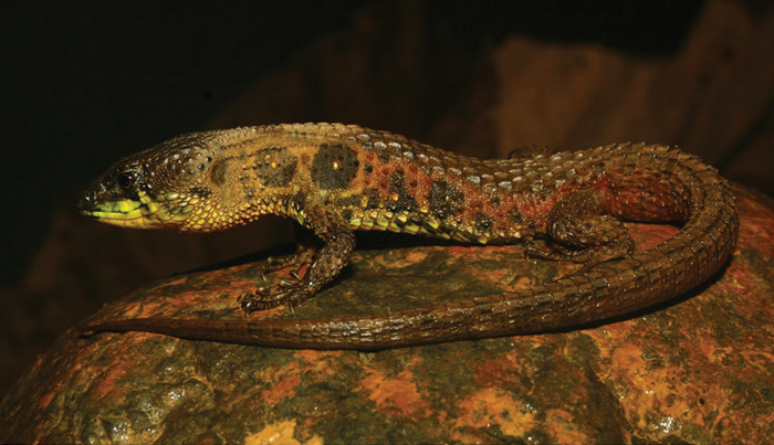 More reptile species may be at risk of extinction than previously thought