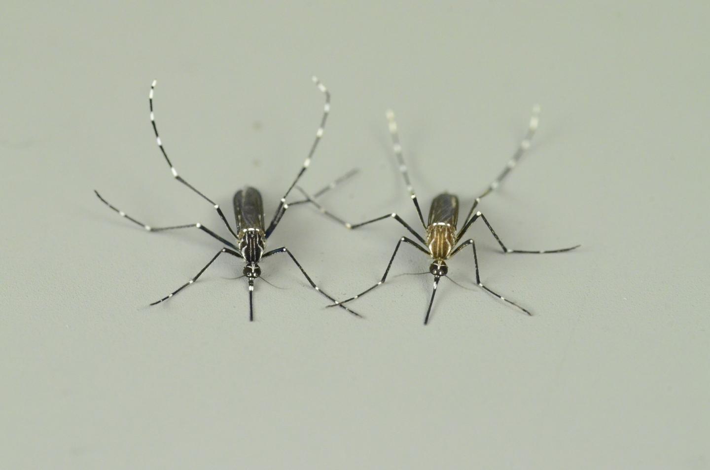 Mosquito Forms