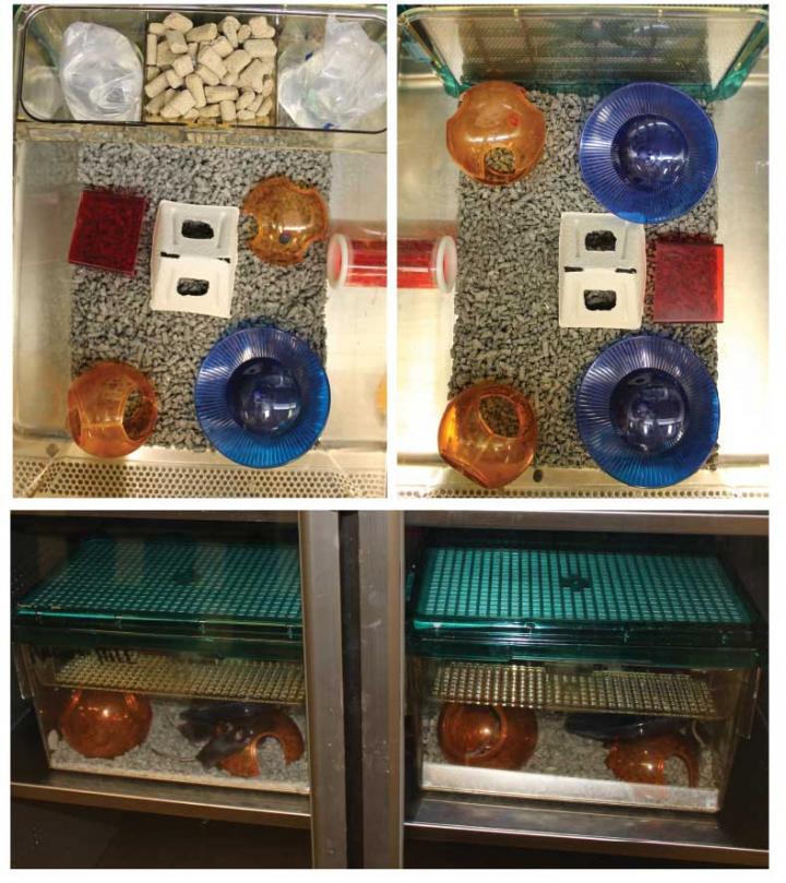 Environmental Enrichment Cage