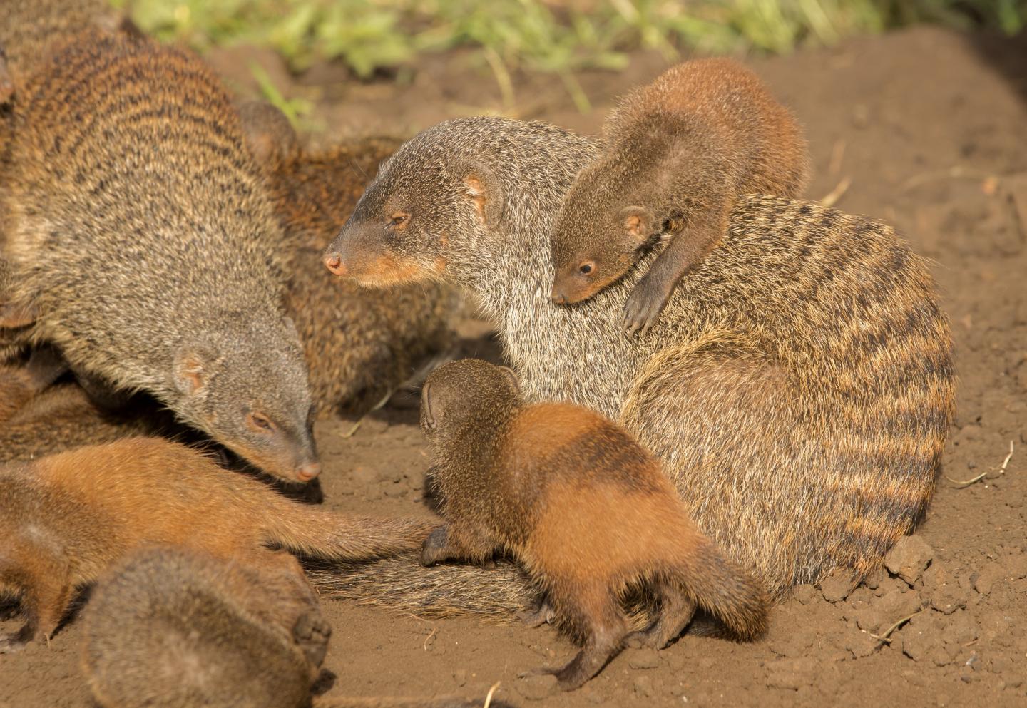 Mongoose Shielding