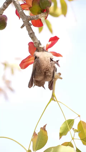 Bats Navigate during the day.