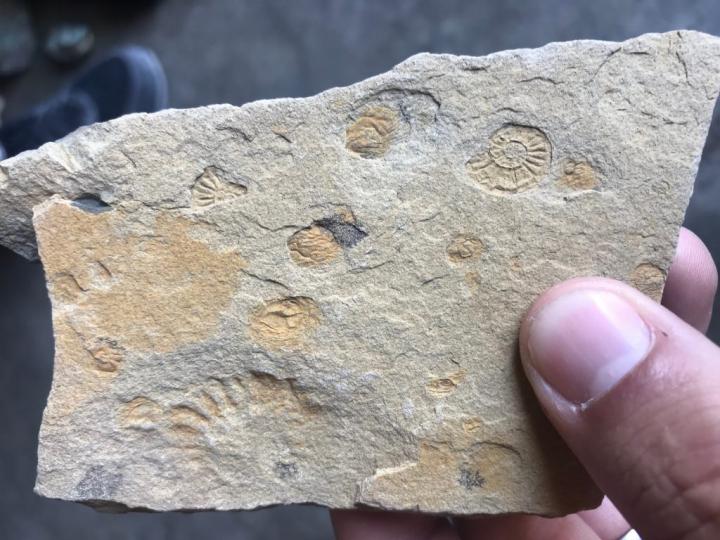 Fossils