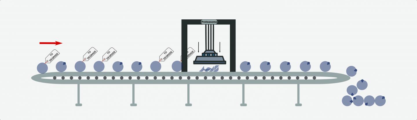 Altered Protein Degradation Contributes to the Development of Tumours