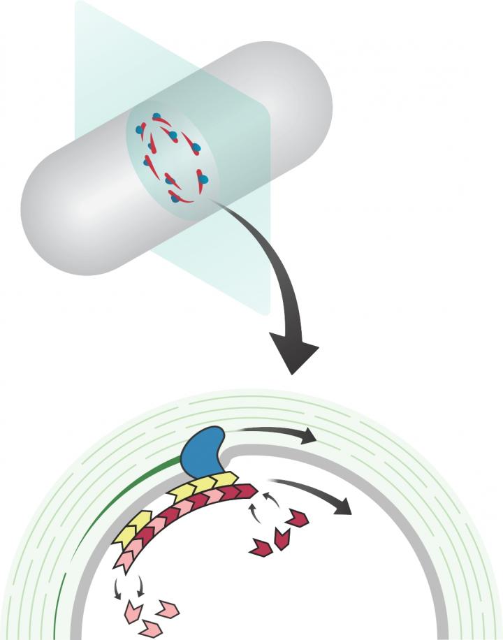 Bricklaying and Treadmillling in Bacteria