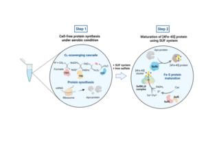 One-pot cell-free synthesis of mature iron–sulfur proteins