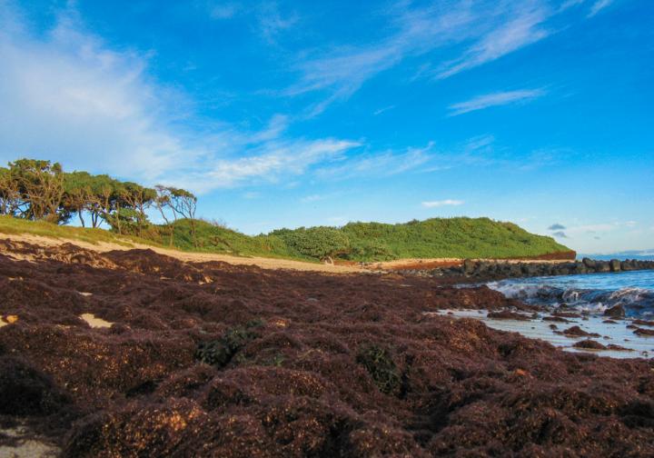 Invasive Algae Cover a Sandy Beach