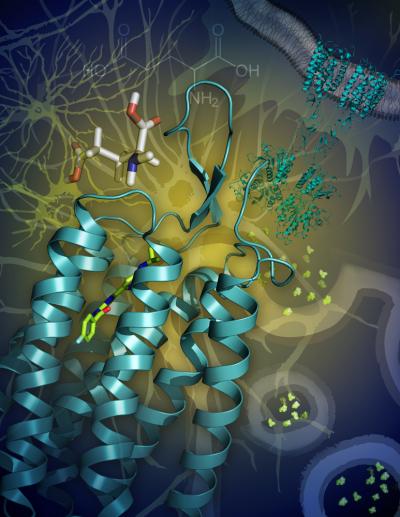 mGlu1 Receptor Illustration (2 of 3)