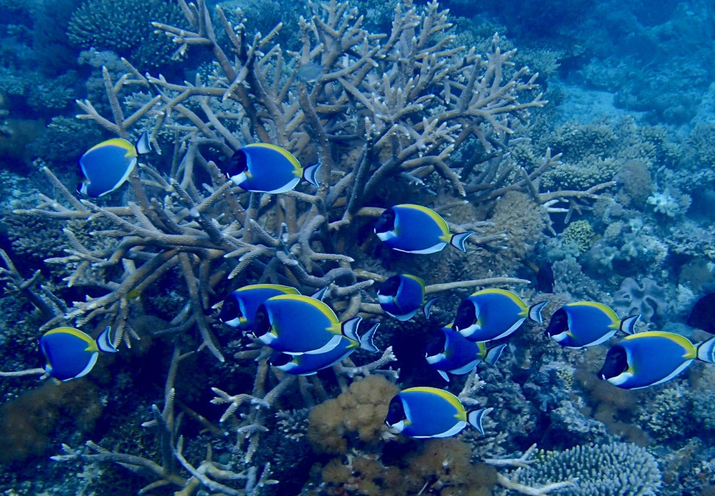 <em>Acanthurus leuccosternon</em> Corals