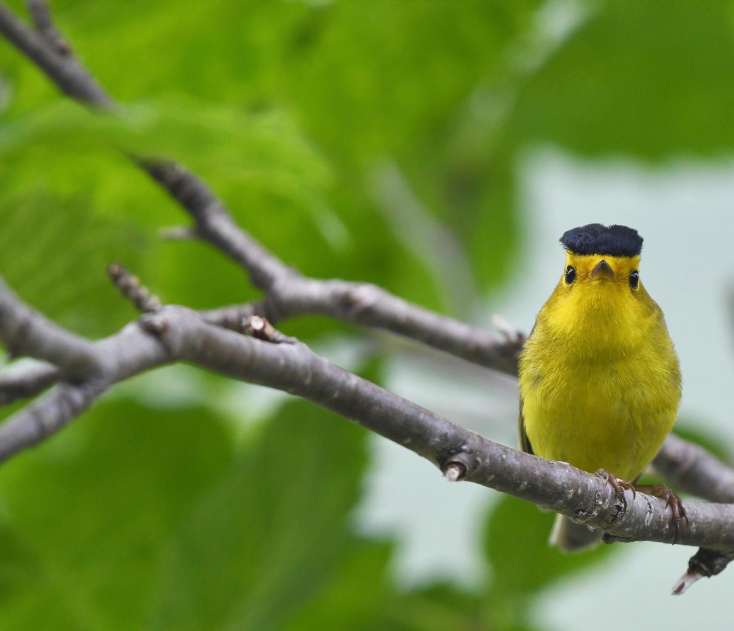 Wilson's Warbler