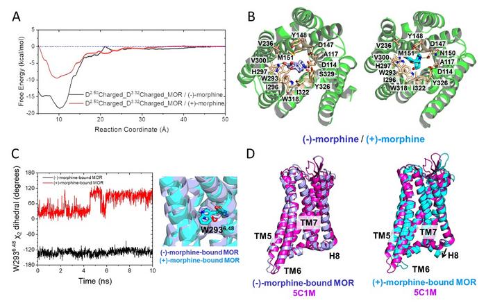 Thermodynamic analysis of morphine enantiomers binding to MOR.