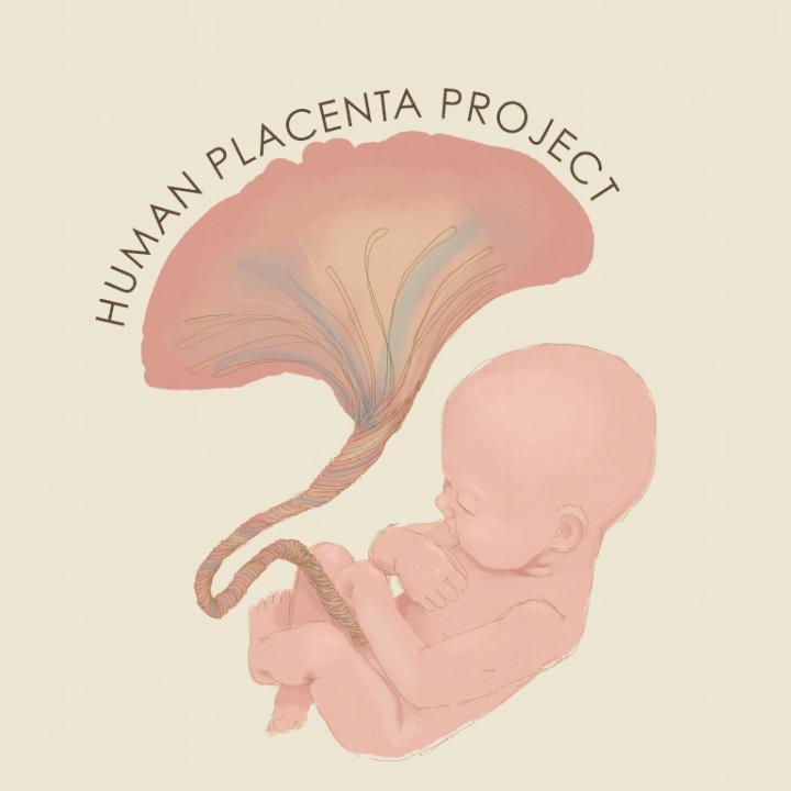 Human Placenta Project