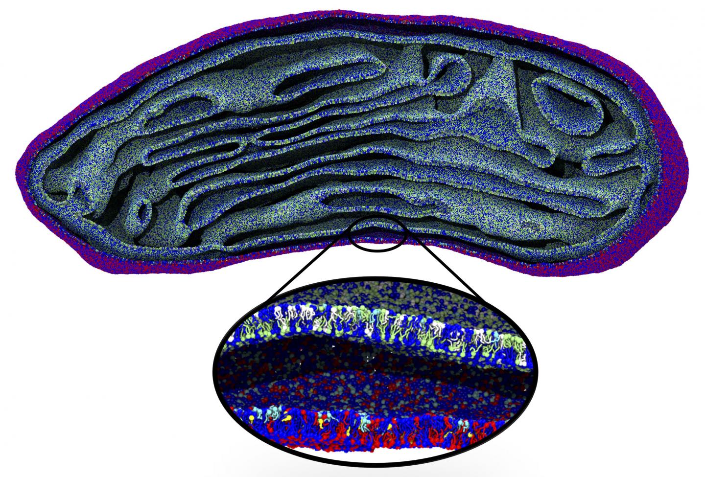 Snapshot of a Simulated Mitochondrion
