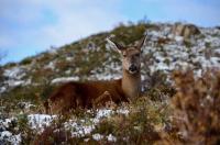 Huemul Deer, Patagonia
