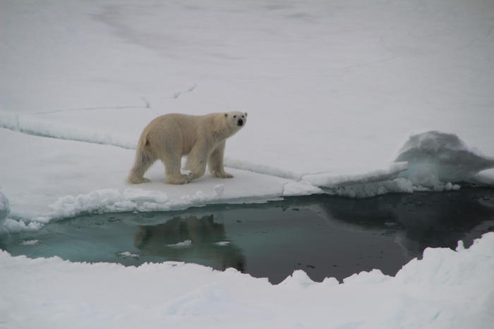 polar bear