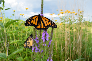 Monarch butterfly