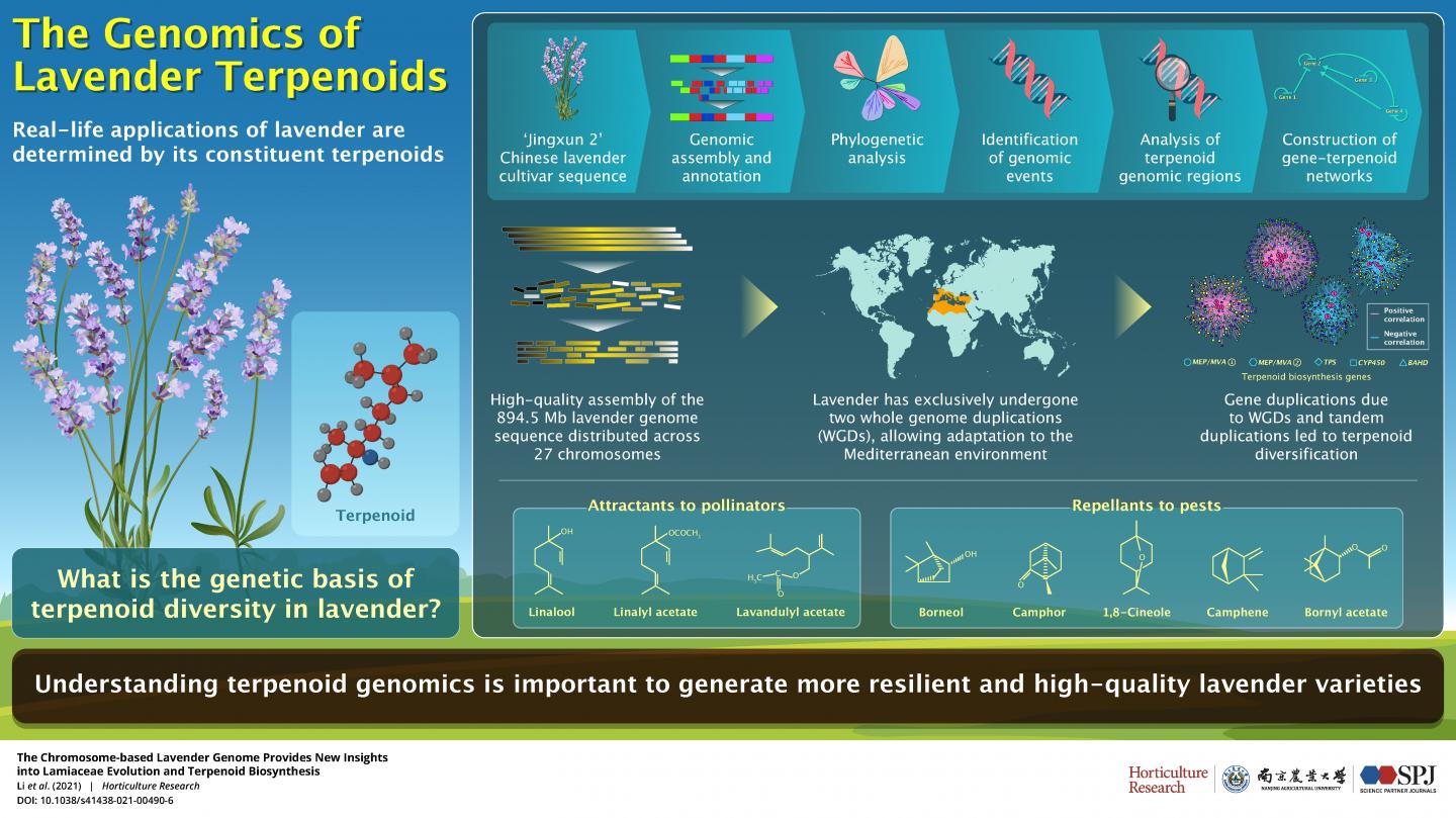 The Genomics of Lavender Terpenoids