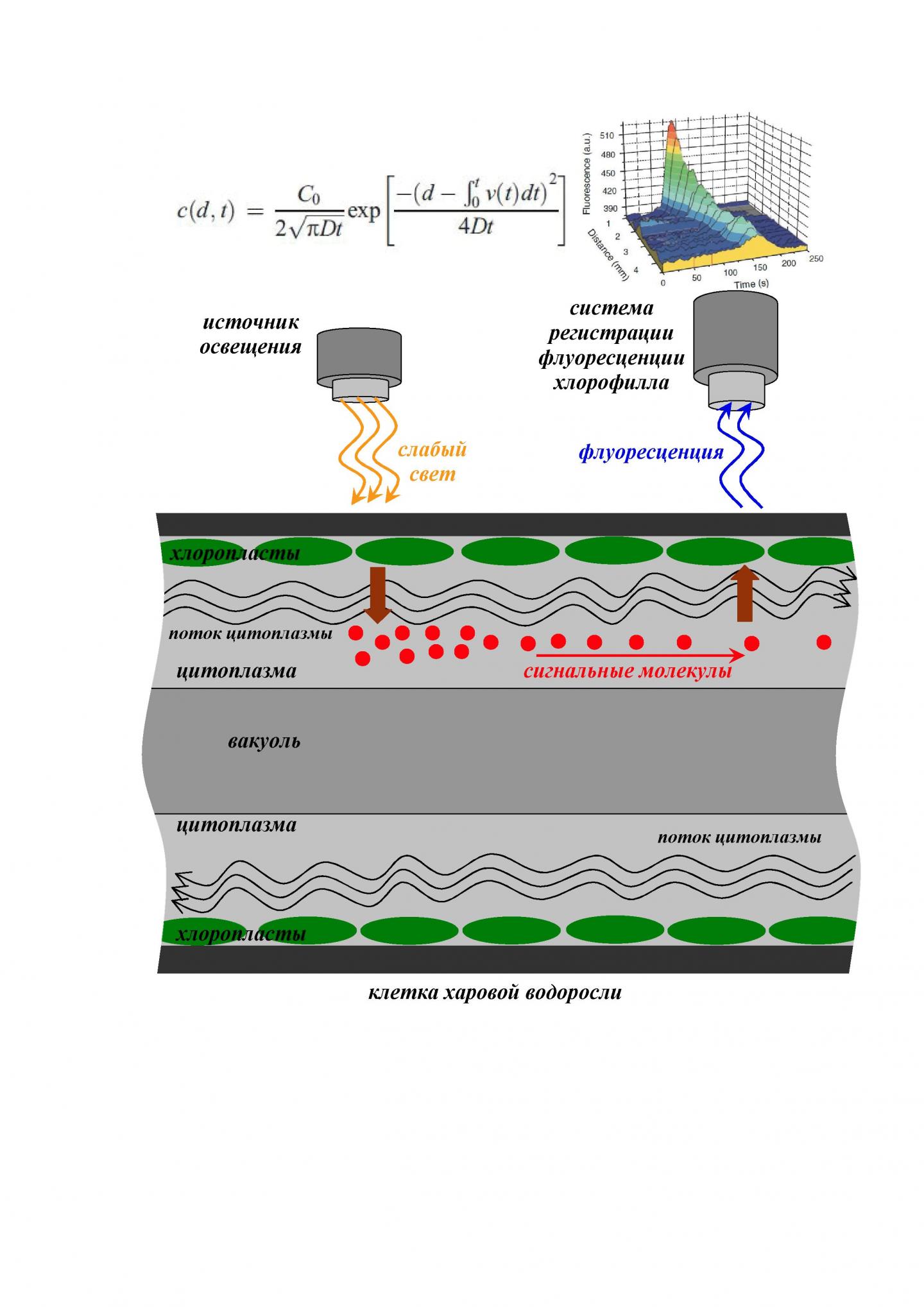 Hypothetical Scheme for Cytoplasmic Streaming Participation