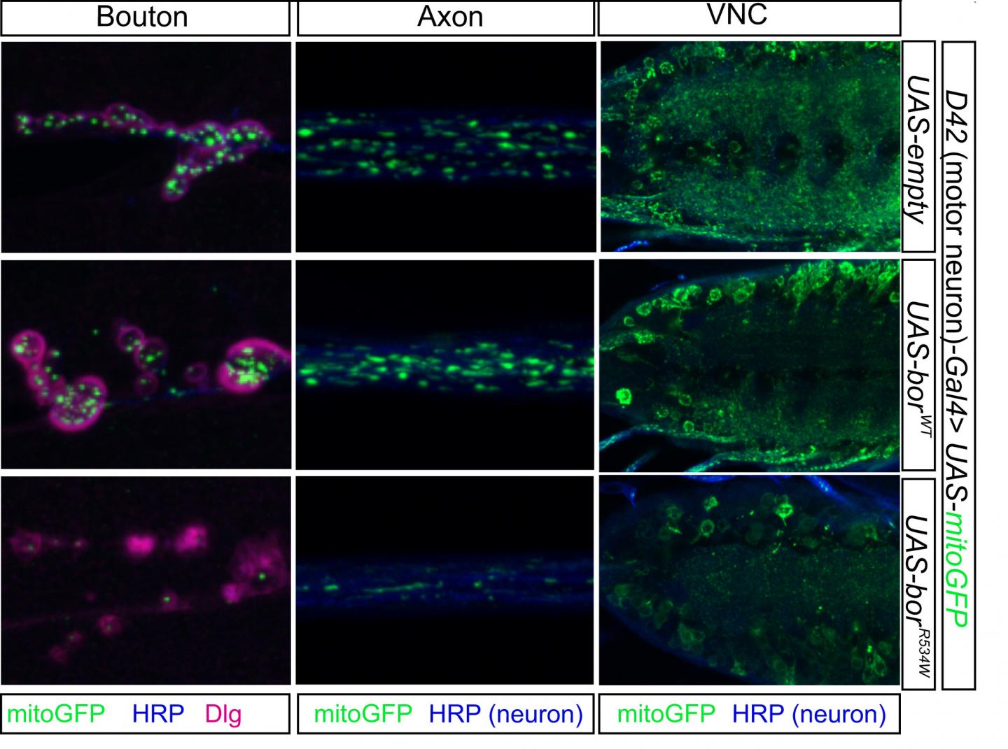 Variations in Gene ATAD3A Can Result in Less Mitochondria