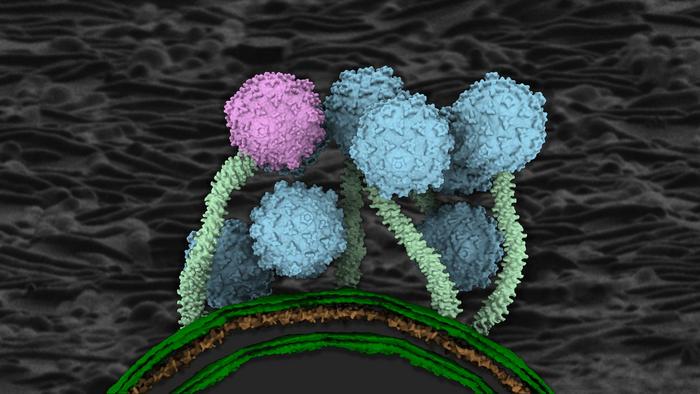 The very first structural images of a tuberculosis-fighting virus
