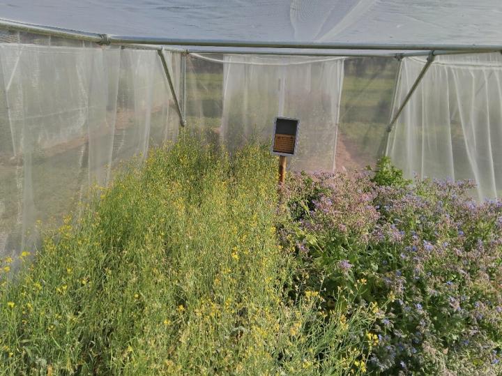 lush green flowers and crops inside a white netting enclosure