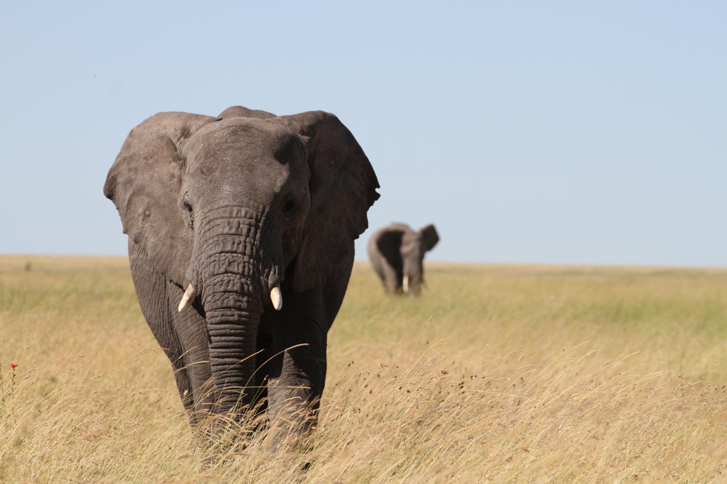 Serengeti elephants