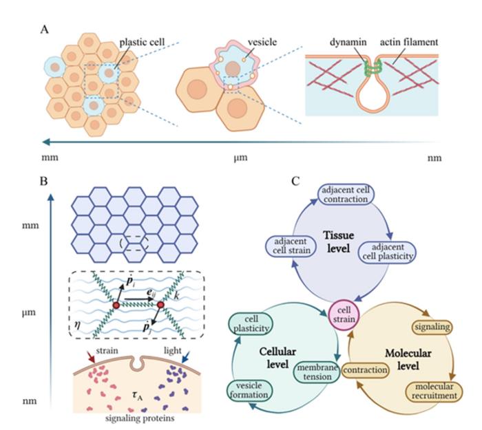 Cellular plasticity