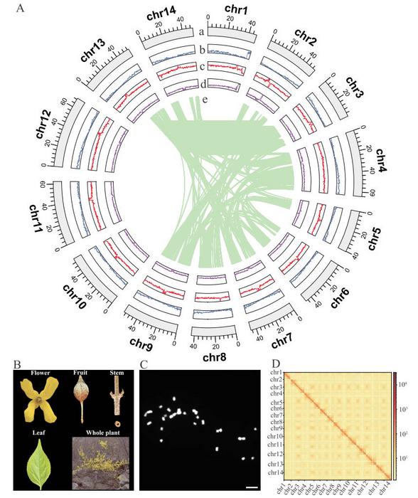 Summary of the Fsus-CHAU genome and its associated phenotypic characteristics.