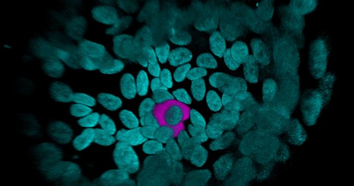 Ghrelin producing cell in stomach organoid